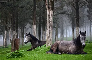 Horses are seen inside a forest near the ruins of the Greek and Roman city in Shahhat Horses are seen inside a forest near the ruins of the Greek and Roman city in Shahhat