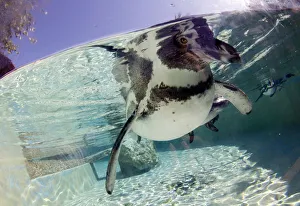 Humboldt Penguins swim at Marineland sea park on the island of Mallorca Humboldt Penguins swim at Marineland sea park on the island of Mallorca