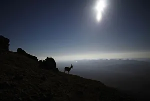 An ibex is silhouetted during sunrise in southern Israels Negev desert An ibex is silhouetted during sunrise in southern Israels Negev desert