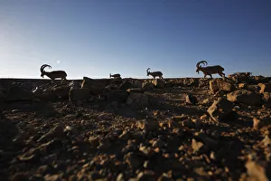 Ibexes roam on a cliff in southern Israels Negev desert Ibexes roam on a cliff in southern Israels Negev desert