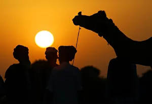 INDIAN VILLAGERS CHECK A CAMEL BEFORE PURCHASE AT PUSHKAR FAIR INDIAN VILLAGERS CHECK A CAMEL BEFORE PURCHASE AT PUSHKAR FAIR