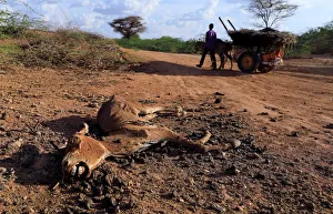 An internally displaced man from drought hit area wheels his cart as he past a dead An internally displaced man from drought hit area wheels his cart as he past a dead