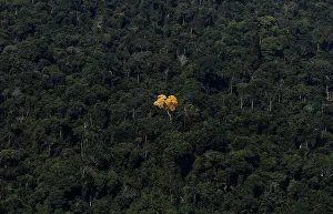 An ipe (lapacho) tree is seen in this aerial view of the Amazon rainforest near Novo An ipe (lapacho) tree is seen in this aerial view of the Amazon rainforest near Novo