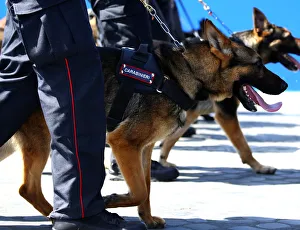 Italian Carabinieri march with dogs during the Republic Day military parade in Rome Italian Carabinieri march with dogs during the Republic Day military parade in Rome