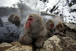 Japanese Macaques gather to soak in a hot spring at a snow-covered valley in Yamanouchi Japanese Macaques gather to soak in a hot spring at a snow-covered valley in Yamanouchi