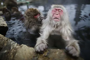 Japanese Macaques groom each other in a hot spring at a snow-covered valley in Yamanouchi Japanese Macaques groom each other in a hot spring at a snow-covered valley in Yamanouchi