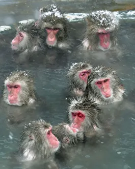 Japanese Macaques soak in a hot spring in Hakodate Japanese Macaques soak in a hot spring in Hakodate