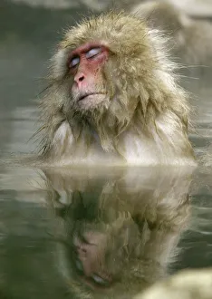 Japanese monkey bathes in hot spring in Yamanouchi, central Japan Japanese monkey bathes in hot spring in Yamanouchi, central Japan