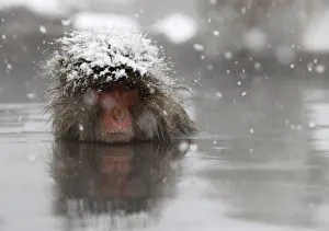 A Japanese monkey soaks in a hot spring in a snow-covered valley in Yamanouchi town A Japanese monkey soaks in a hot spring in a snow-covered valley in Yamanouchi town