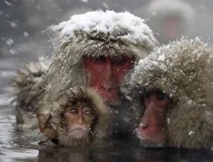 Japanese monkeys soak in a hot spring in a snow-covered valley in Yamanouchi town, Japan Japanese monkeys soak in a hot spring in a snow-covered valley in Yamanouchi town, Japan