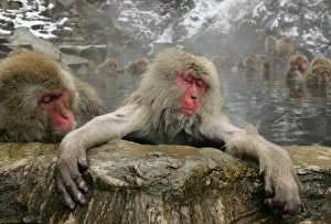 Japanese monkeys soak in hot spring in Yamanouchi Japanese monkeys soak in hot spring in Yamanouchi