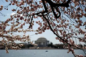 The Jefferson Monument stands behind blooming cherry trees in Washington The Jefferson Monument stands behind blooming cherry trees in Washington