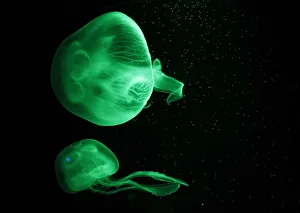Jellyfish are illuminated inside an aquarium in Palma de Mallorca Jellyfish are illuminated inside an aquarium in Palma de Mallorca