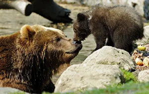 A Kamchatka Brown Bear and one of her two three-month-old cubs are pictured in Hagenbecks A Kamchatka Brown Bear and one of her two three-month-old cubs are pictured in Hagenbecks