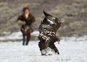 A Kazakh hunter runs towards to his tamed golden eagle after it catches a rabbit during A Kazakh hunter runs towards to his tamed golden eagle after it catches a rabbit during