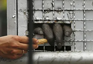 A keeper gives peanut to an orangutan inside a cage shortly after it arrived A keeper gives peanut to an orangutan inside a cage shortly after it arrived