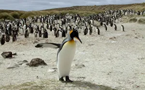 A King Penguin crosses in front of a flock of Gentoo Penguins near Port Stanley A King Penguin crosses in front of a flock of Gentoo Penguins near Port Stanley