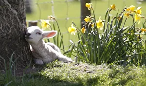 A lamb sits in the shade of a tree among daffodils at the Hall Farm in Stratford St Mary A lamb sits in the shade of a tree among daffodils at the Hall Farm in Stratford St Mary