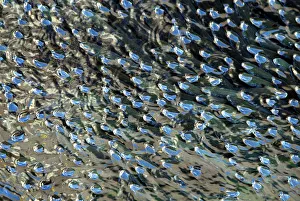 LARGE SCHOOLS OF BLACK MULLETS GASP FOR AIR IN TOKYO RIVER LARGE SCHOOLS OF BLACK MULLETS GASP FOR AIR IN TOKYO RIVER