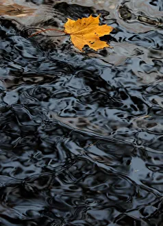 A leaf floats on a pond in the Kirov central park in St Petersburg A leaf floats on a pond in the Kirov central park in St Petersburg
