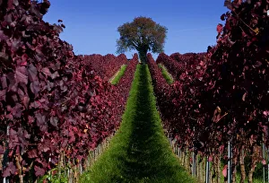 Leaves are coloured red in a vineyard near Ueberlingen Leaves are coloured red in a vineyard near Ueberlingen