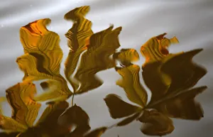 Leaves lit by the afternoon sun are reflected in a pond at the Royal Lazienki Park Leaves lit by the afternoon sun are reflected in a pond at the Royal Lazienki Park