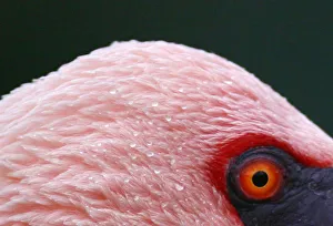 A Lesser Flamingo is seen at the Santillana del Mar Zoo in Spain A Lesser Flamingo is seen at the Santillana del Mar Zoo in Spain