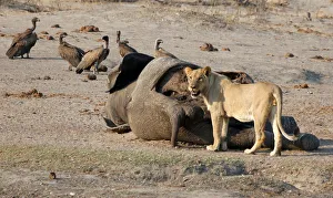 A lion is seen approaching an elephant carcass at a watering hole inside Hwange National A lion is seen approaching an elephant carcass at a watering hole inside Hwange National