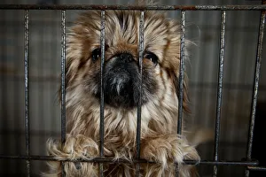 Local-bred Pekingese dog stands in a cage at local animal breeder Zhang Lei in Beijing Local-bred Pekingese dog stands in a cage at local animal breeder Zhang Lei in Beijing