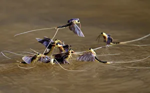 Long-tailed mayflies (Palingenia longicauda) mate on the surface of the Tisza river near Long-tailed mayflies (Palingenia longicauda) mate on the surface of the Tisza river near