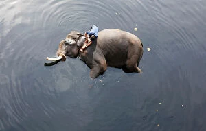 Images Dated 6th February 2018: A mahout bathes his elephant in the polluted water of river Yamuna in New Delhi