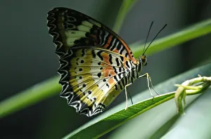 A Malay Lacewing (Cethosia hypsea hypsina) butterfly clings to a leaf at American A Malay Lacewing (Cethosia hypsea hypsina) butterfly clings to a leaf at American