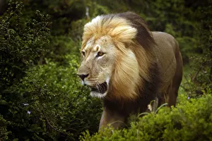 A male African lion stalks through the bush in the Addo Elephant Park A male African lion stalks through the bush in the Addo Elephant Park