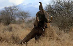 A male elephant attempts to stand on its feet after it was fitted with an advanced A male elephant attempts to stand on its feet after it was fitted with an advanced