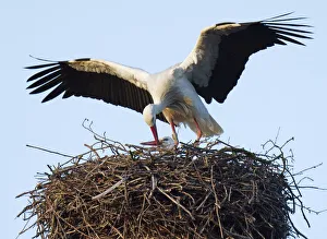A male stork feeds his mate in their nest on the roof of a house in the town of Wijk Bij A male stork feeds his mate in their nest on the roof of a house in the town of Wijk Bij