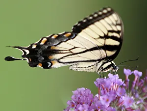 Male Tiger swallowtail draws nectar from butterfly bush in Wilmington, Delaware Male Tiger swallowtail draws nectar from butterfly bush in Wilmington, Delaware