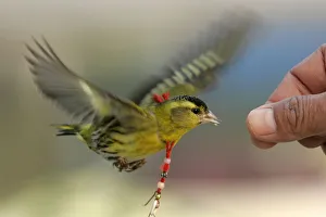 A man feeds a bird in Shanghai A man feeds a bird in Shanghai