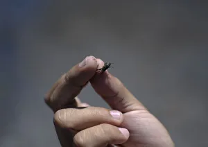 A man holds a tiny crab, which he had dug out of the mud, in San Lorenzo A man holds a tiny crab, which he had dug out of the mud, in San Lorenzo