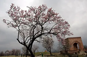 Man pushes handcart under full bloomed almond tree in Srinagar Man pushes handcart under full bloomed almond tree in Srinagar