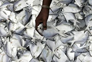 A man sorts through a stack of fresh pomfret in Karachis fish harbour A man sorts through a stack of fresh pomfret in Karachis fish harbour