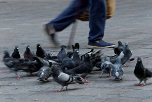 Images Dated 24th January 2018: A man walks past pigeons foraging for food on the ground in Valletta