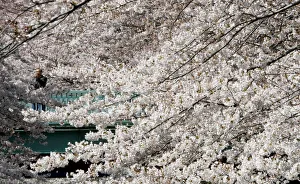 A man watches cherry blossoms in bloom at a park in Tokyo A man watches cherry blossoms in bloom at a park in Tokyo