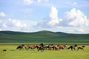 A man whips a herd of horses in Xilin Gol League A man whips a herd of horses in Xilin Gol League