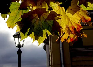 Maple leaves are illuminated by the sun outside the Peter and Paul fortress in St Maple leaves are illuminated by the sun outside the Peter and Paul fortress in St