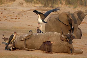 A marabou stork stands on an elephant carcass at a watering hole inside Hwange National A marabou stork stands on an elephant carcass at a watering hole inside Hwange National