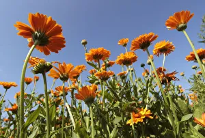 Marigold flowers are seen at a field of a private plantation near the village of Marigold flowers are seen at a field of a private plantation near the village of