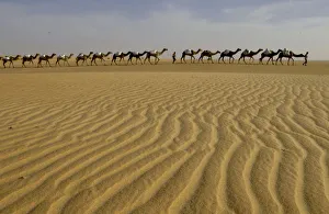 TO MATCH FEATURE MAURITANIA CARAVAN TO MATCH FEATURE MAURITANIA CARAVAN