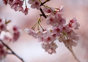 To match Reuters Life! JAPAN-CHERRYBLOSSOMS/ To match Reuters Life! JAPAN-CHERRYBLOSSOMS/