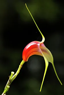 A miniature orchid, masdevallia reichenbachiana, which is a native species unique in Costa Rica A miniature orchid, masdevallia reichenbachiana, which is a native species unique in Costa Rica