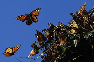 Monarch butterflies fly at the El Rosario butterfly sanctuary in Michoacan Monarch butterflies fly at the El Rosario butterfly sanctuary in Michoacan